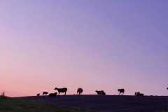 Slapen-op-het-wad-schapen